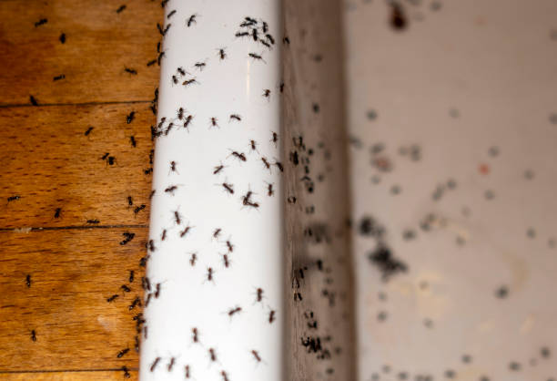 Best Cockroach Control Services  in Moore Haven, FL