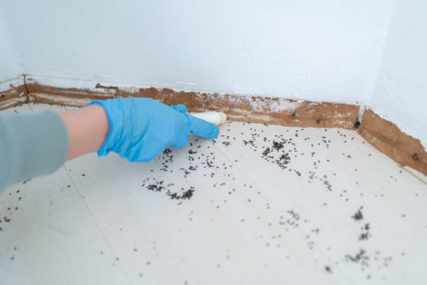 Reliable Moore Haven, FL Pest Control Solutions
